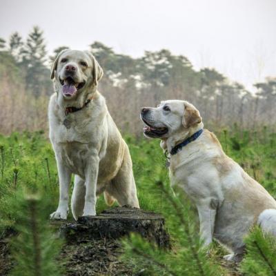 Luna et Pepper, les labradors