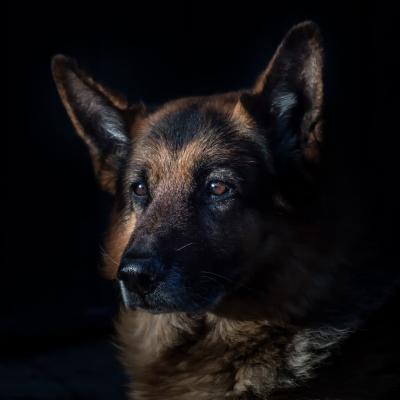 Pato, le malinois